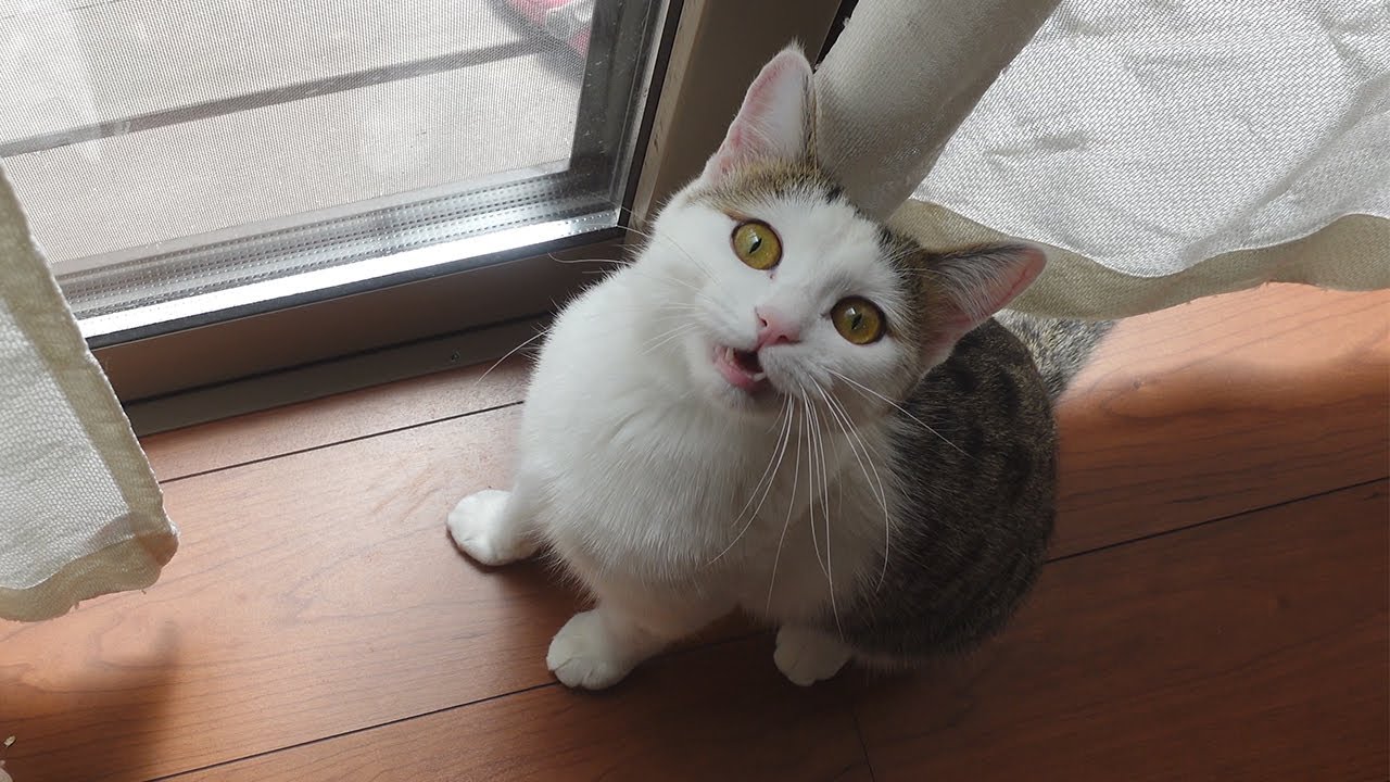 お外に行きたい子ねこ。-Kitten Miri wants to go to the garden.-