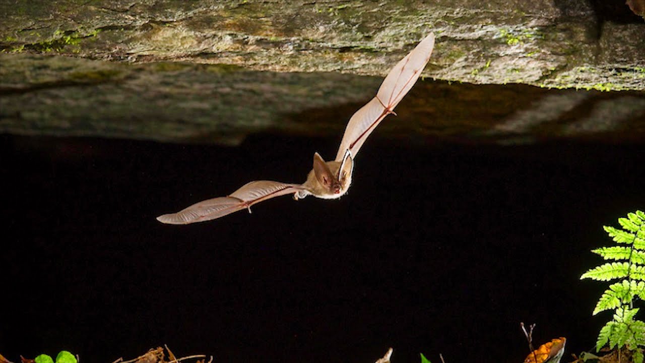 Saving the Virginia Big-Eared Bat