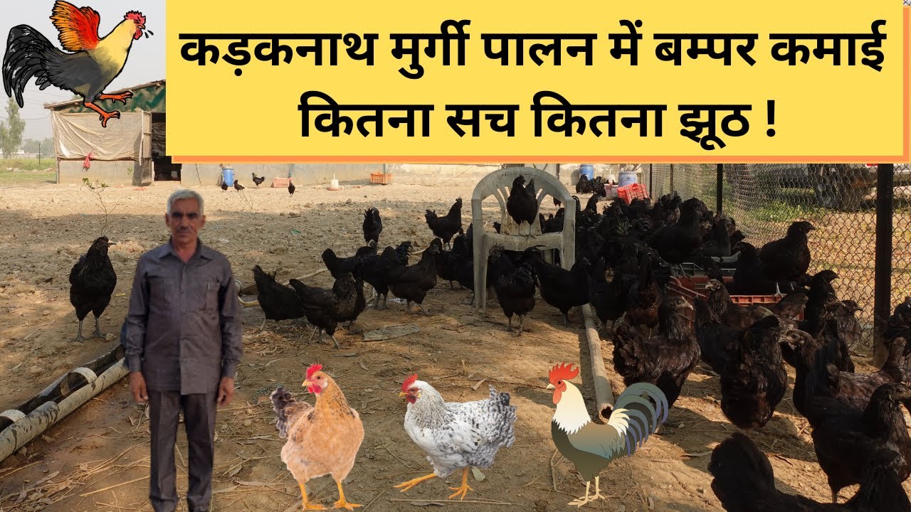 Kadaknath Murgi Palan / Kadaknath Poultry Farm Business / Bumper Kamai Kitna Sach Kitna Jhooth
