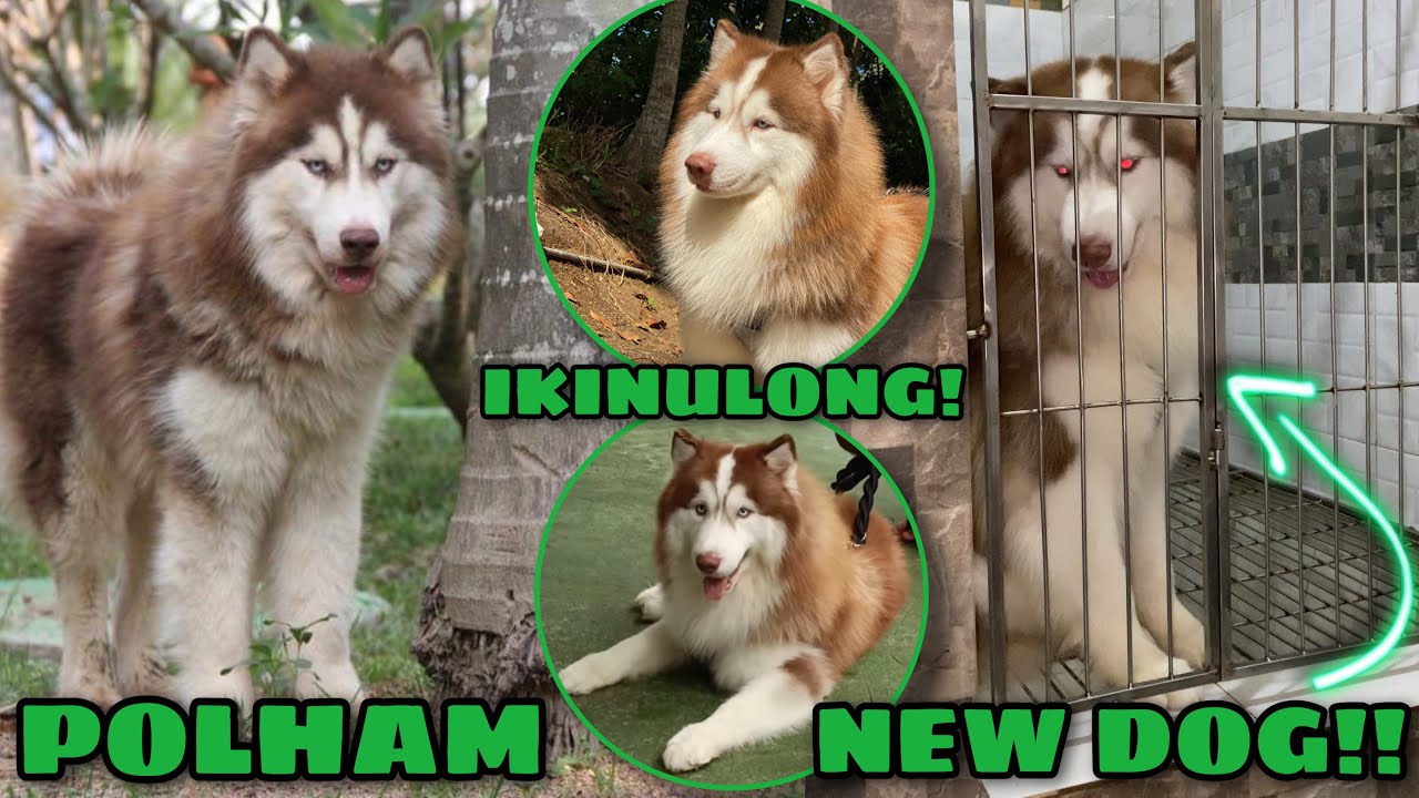 Bumalik Si Polham?! | WE FOUND A NEW DOG! | SINO ITO? | Raymundo Gfarm