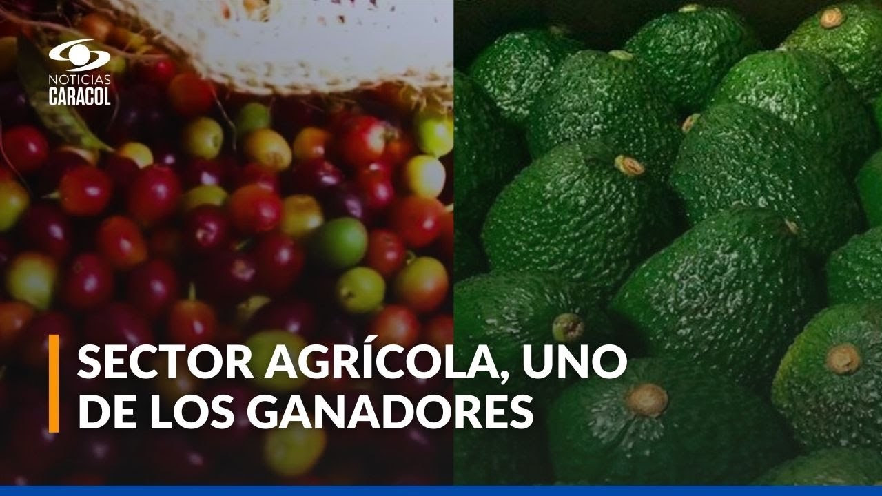 El caf&eacute; y aguacate jalonaron la econom&iacute;a del 2024 en Colombia