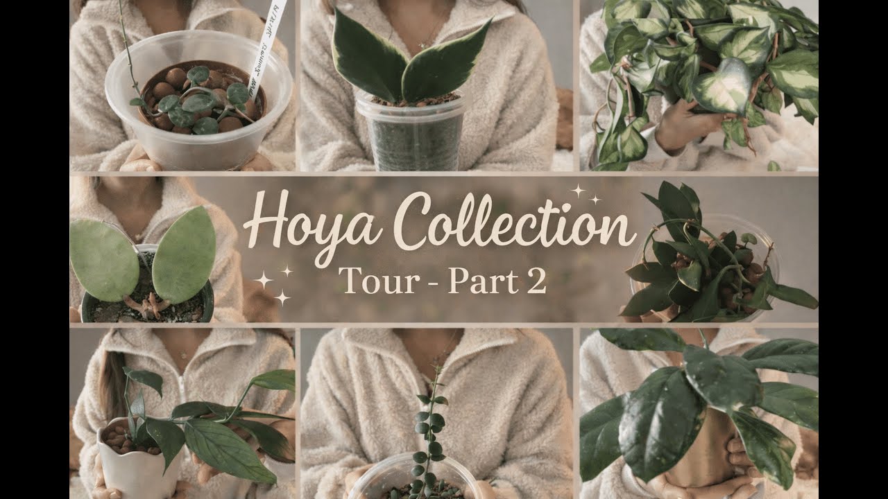 #9 Hoya Collection Tour - Jan 2026 - Part 2 🌿🌸🪴