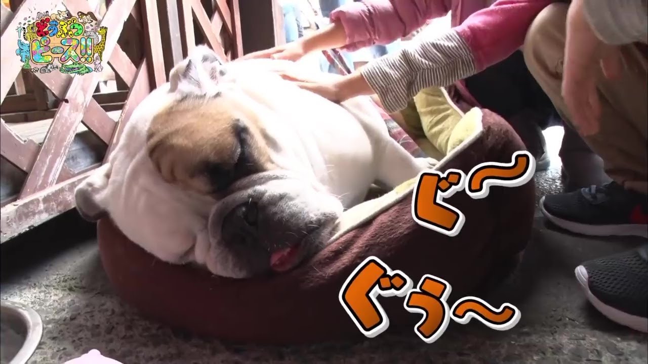 【ブルドッグ】看板犬　赤ちゃん　なかよし【かわいい犬まとめ動画】