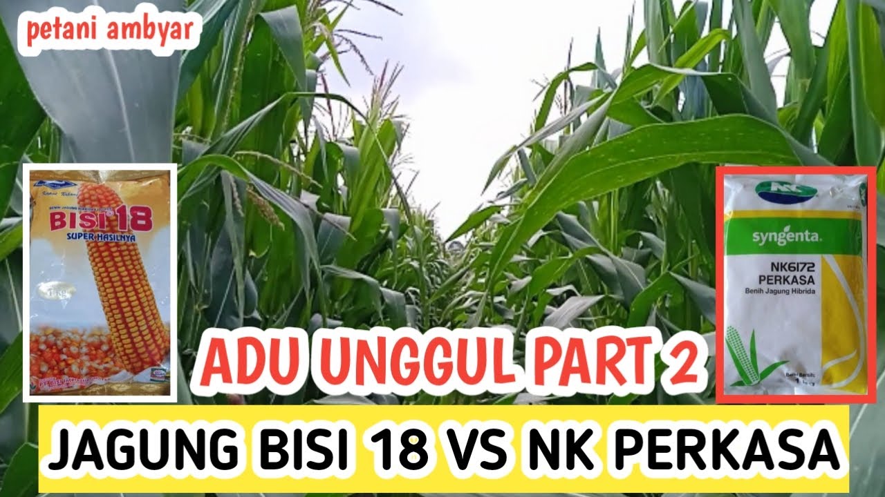JAGUNG BISI 18 VS JAGUNG NK PERKASA❗Mana Yang Lebih Unggul?