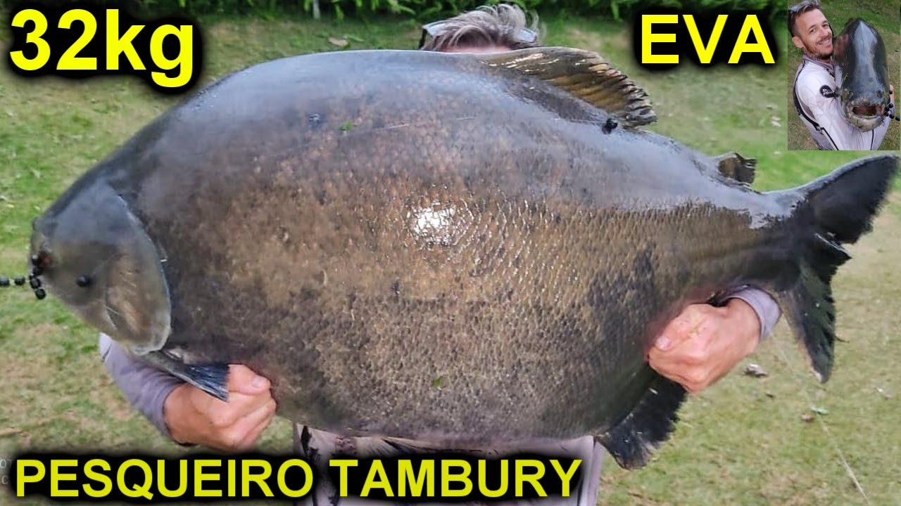 AQUELA PESCARIA DESPRETENCIOSA QUE RENDE O BAGUA / TAMBURY