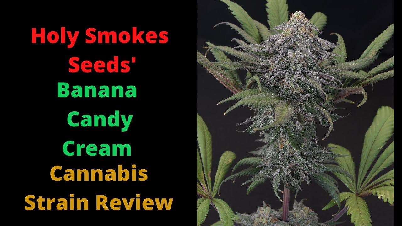 Banana Candy Cream from Holy Smokes Seeds