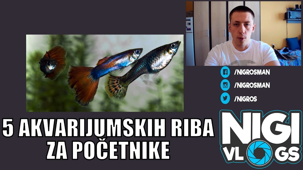 5 Akvarijumskih Riba Za Početnike #Akvaristika #NigiVlogs