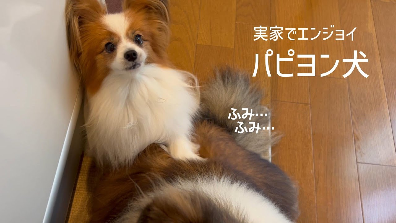 実家でふみふみしてエンジョイするパピヨン犬 #89