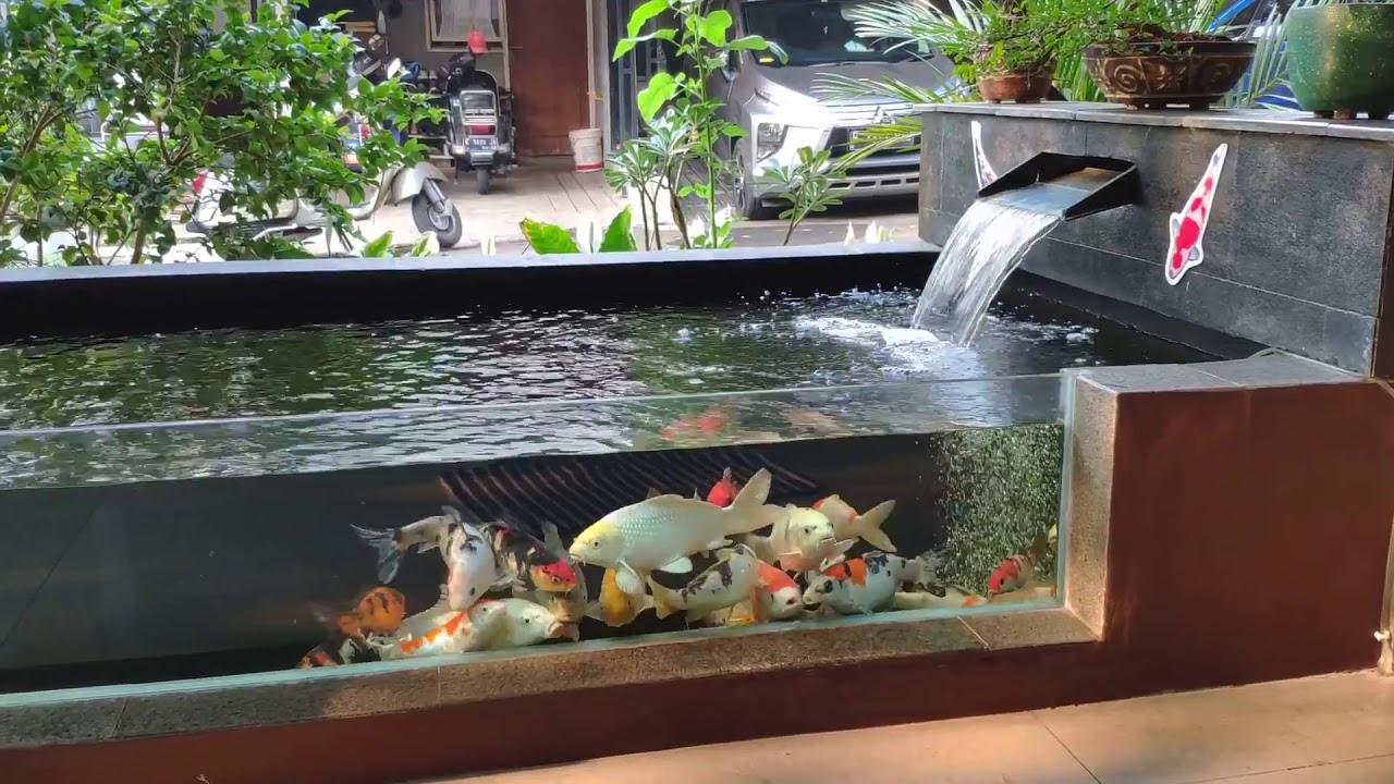 Kolam Koi Minimalis
