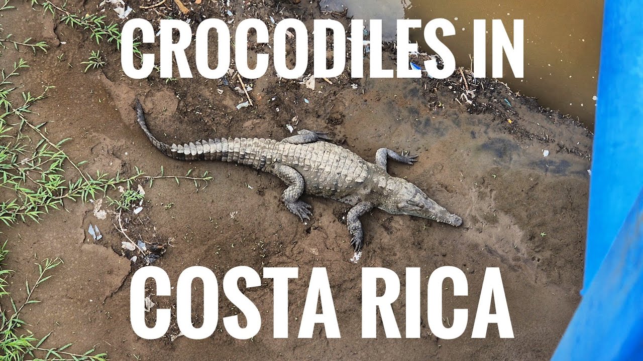 TOUR Of CROCODILE BRIDGE, Costa Rica + Monsters 🐊 Cool Souviners #travel #tourism