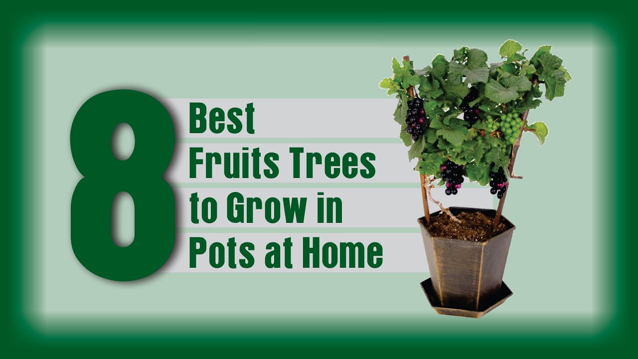 8 Best Fruits Tree to Grow in Pots at Home 2020