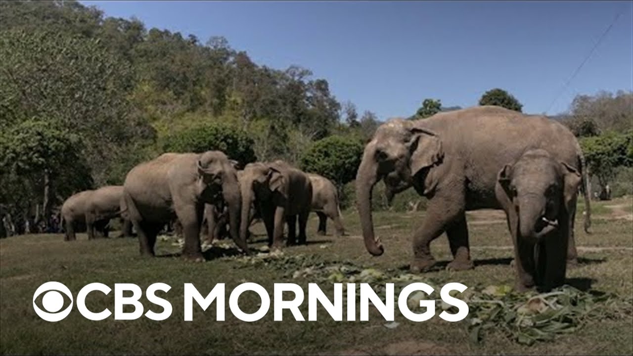 Thailand's oldest elephant sanctuary reopens after two-year pandemic closure