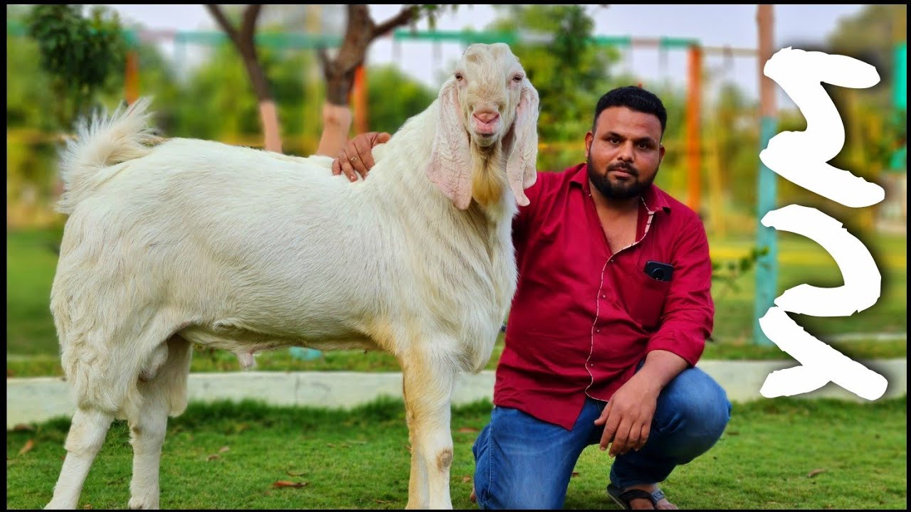 Yum - The Biggest Patira Goat of Towerwala Goat Farm Naswadi, Gujarat