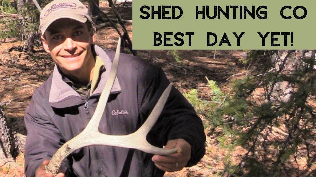SHED HUNTING: OUR BEST DAY YET! ~ Colorado Mountains