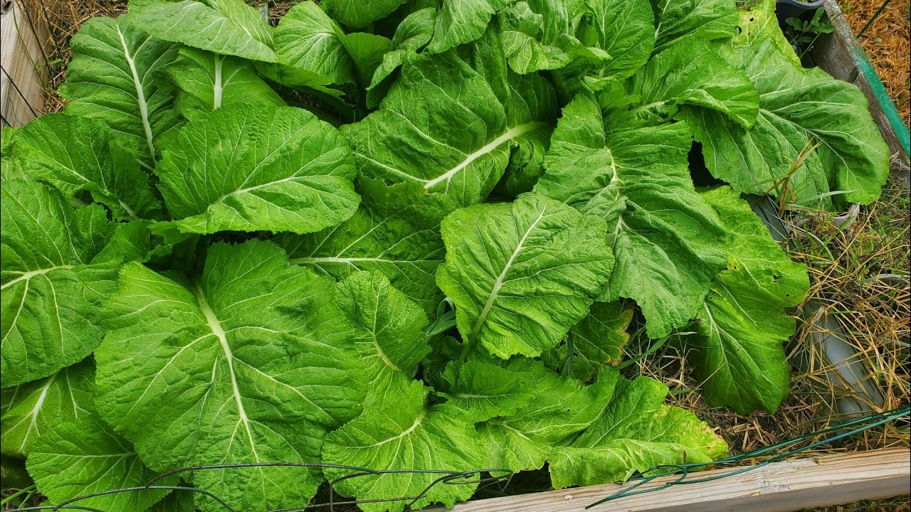 Harvesting Mustard Greens! #greens #growyourownfood #gardening #harvest 