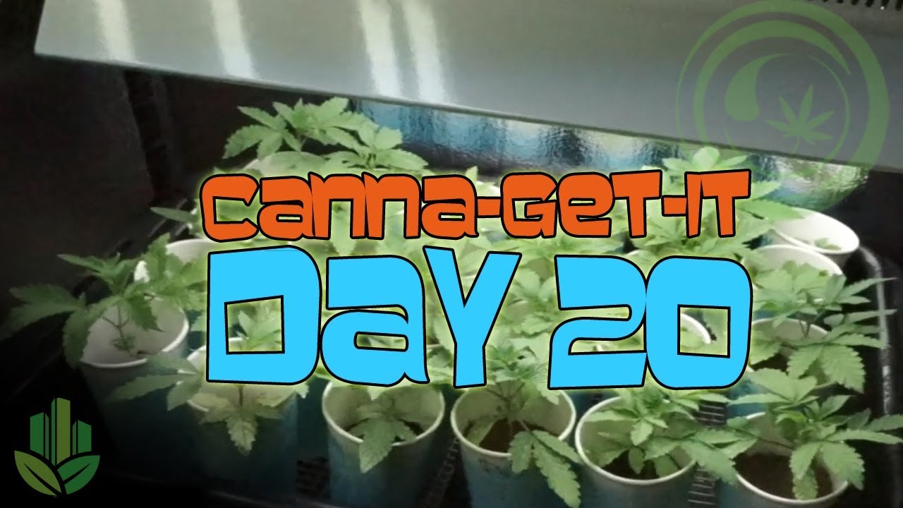 Canna-Get-It (S2): Day 20