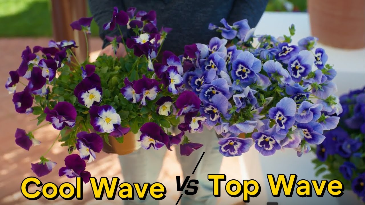 Cool Wave&reg; vs. Top Wave&reg; | Which Pansy Variety Is Right for You?