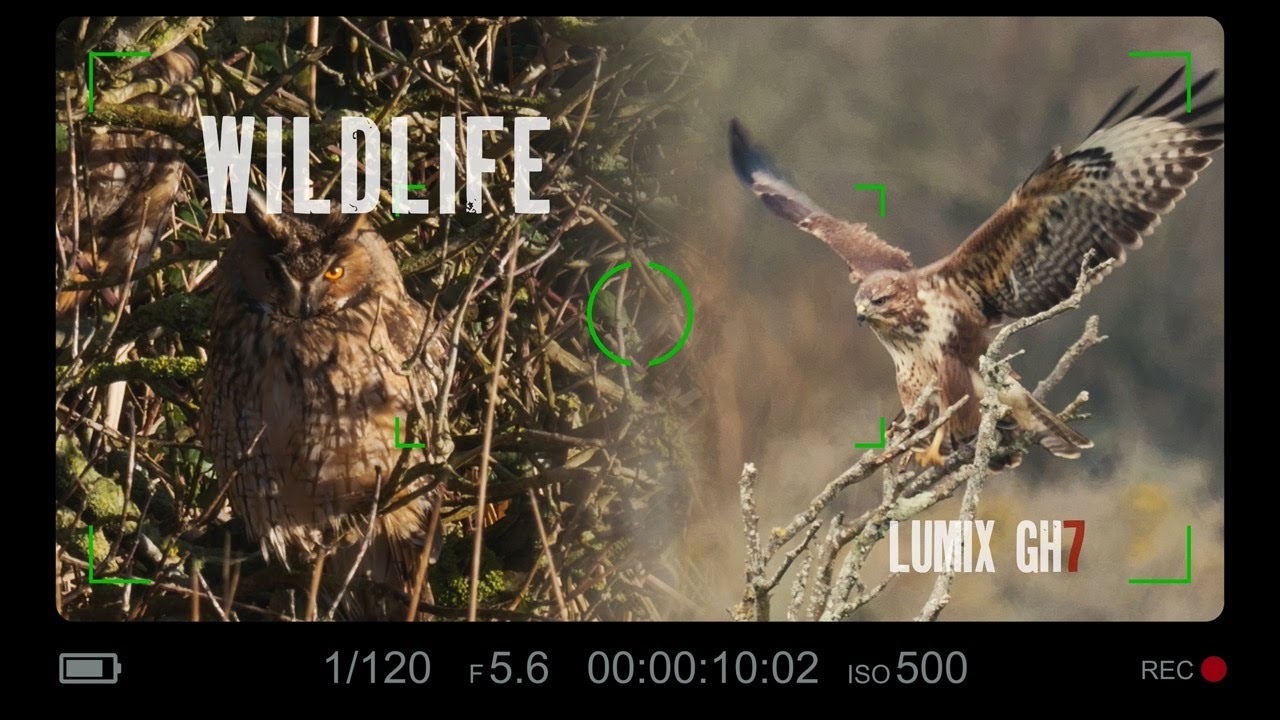 The Quest for the Perfect Shot: Wildlife Bird Photography with GH7