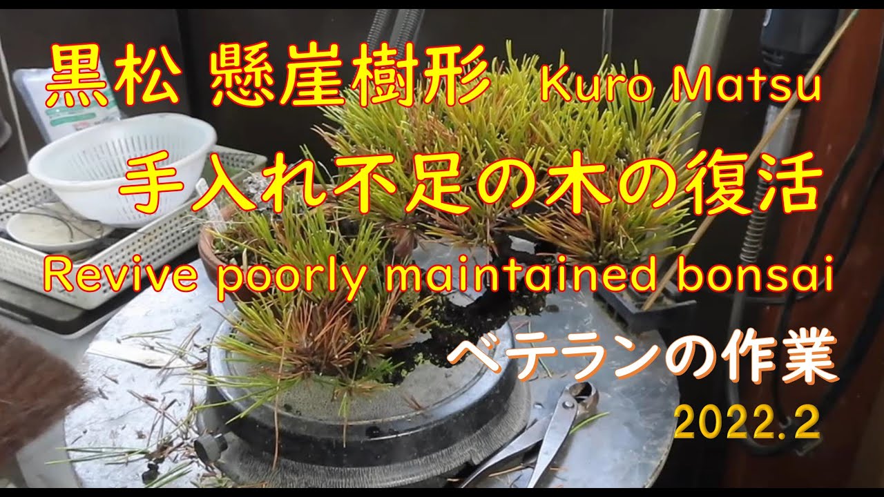 今日も盆栽日和 黒松 持ち崩しの盆栽を復活させます