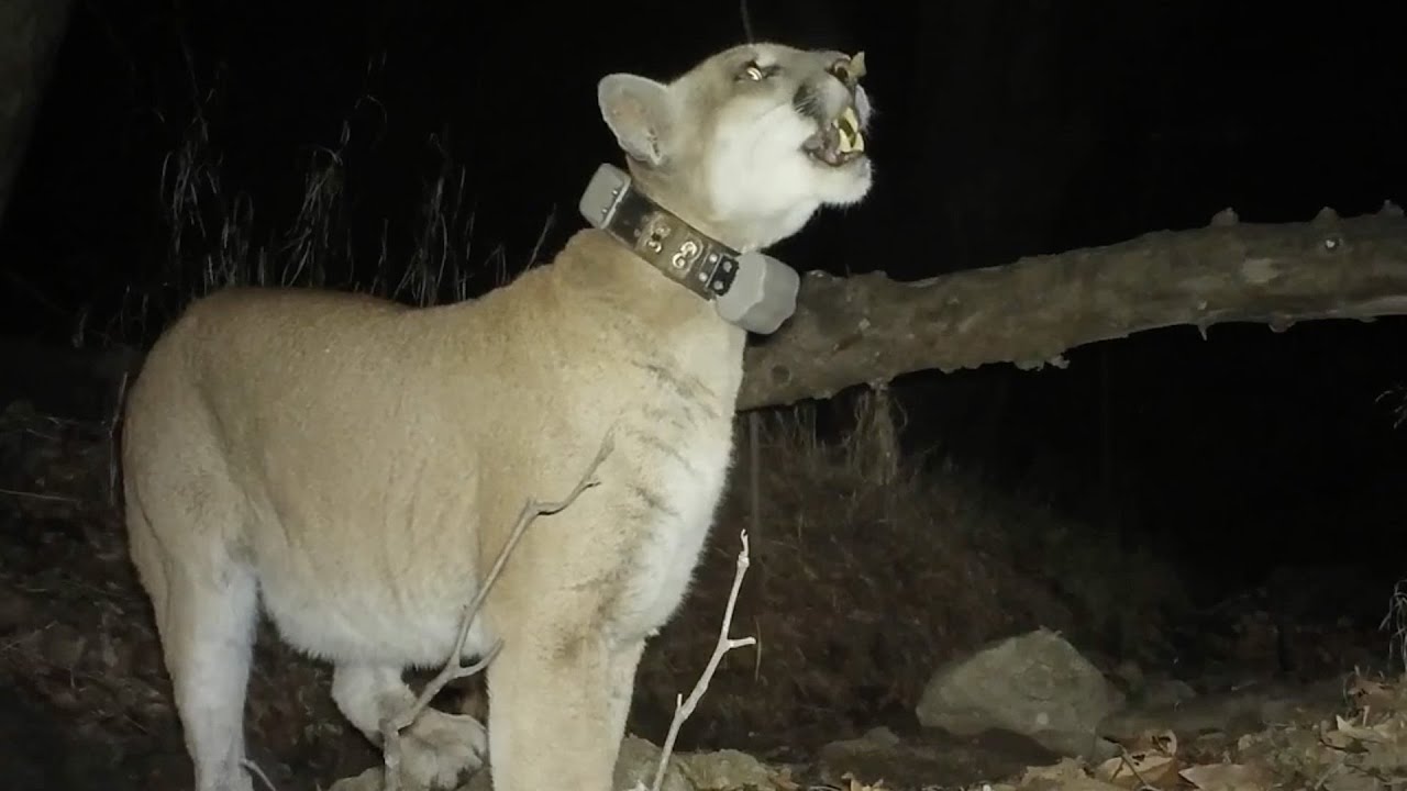 P-22 FOOTAGE (unedited) 