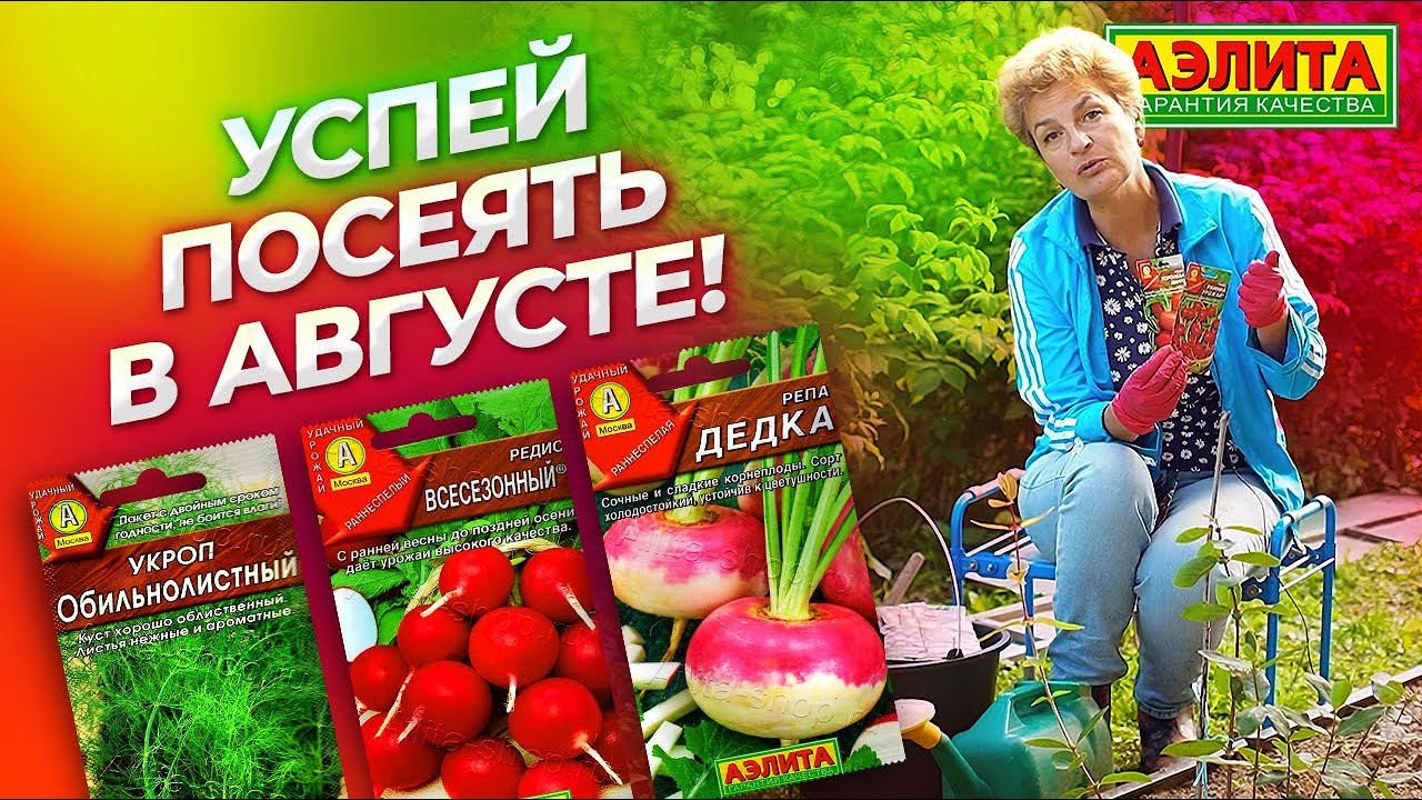 Что посеять в августе? Как сеять редис и укроп?