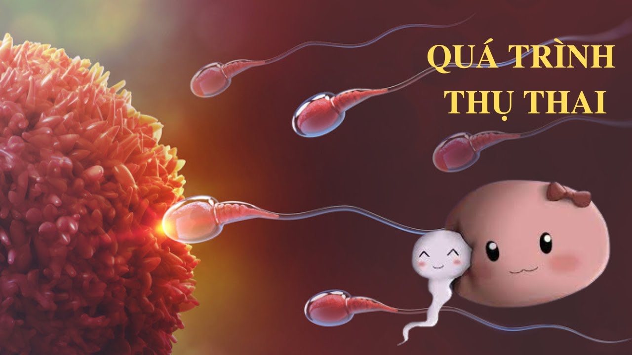 10 sự thật THÚ VỊ về QUÁ TRÌNH THỤ THAI