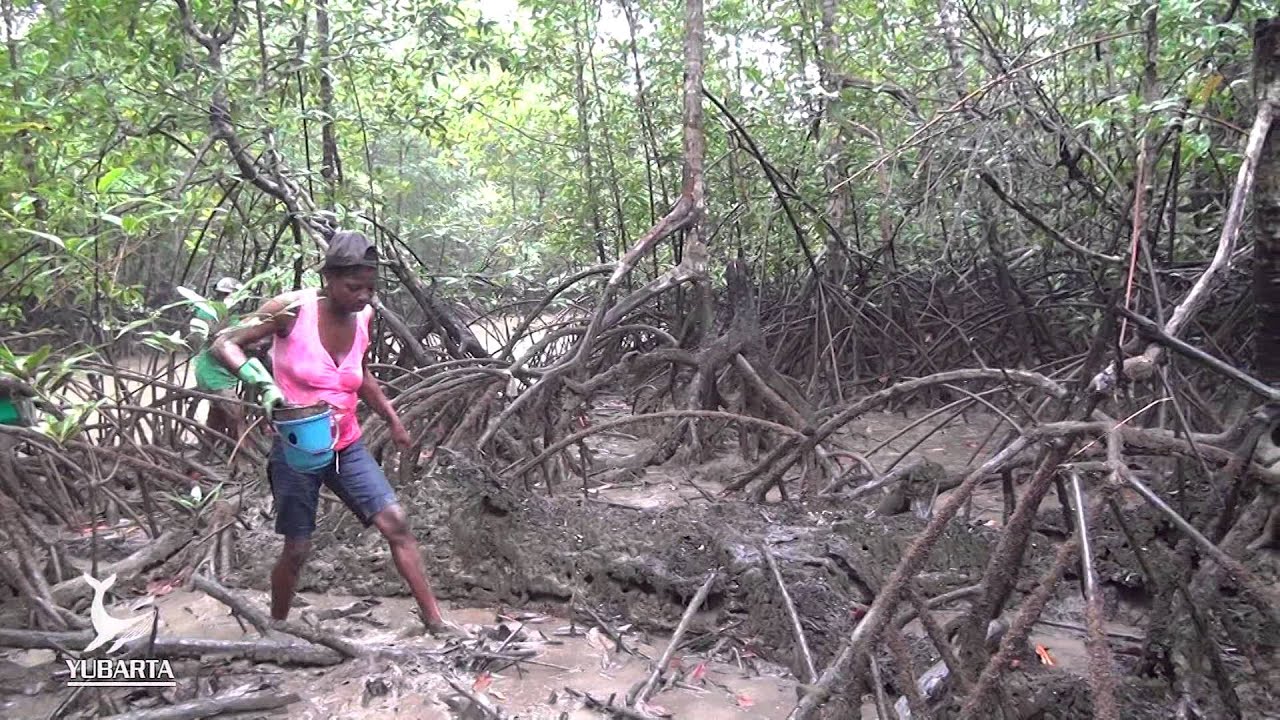 Investigando Ando - La Piangua (Anadara tuberculosa)