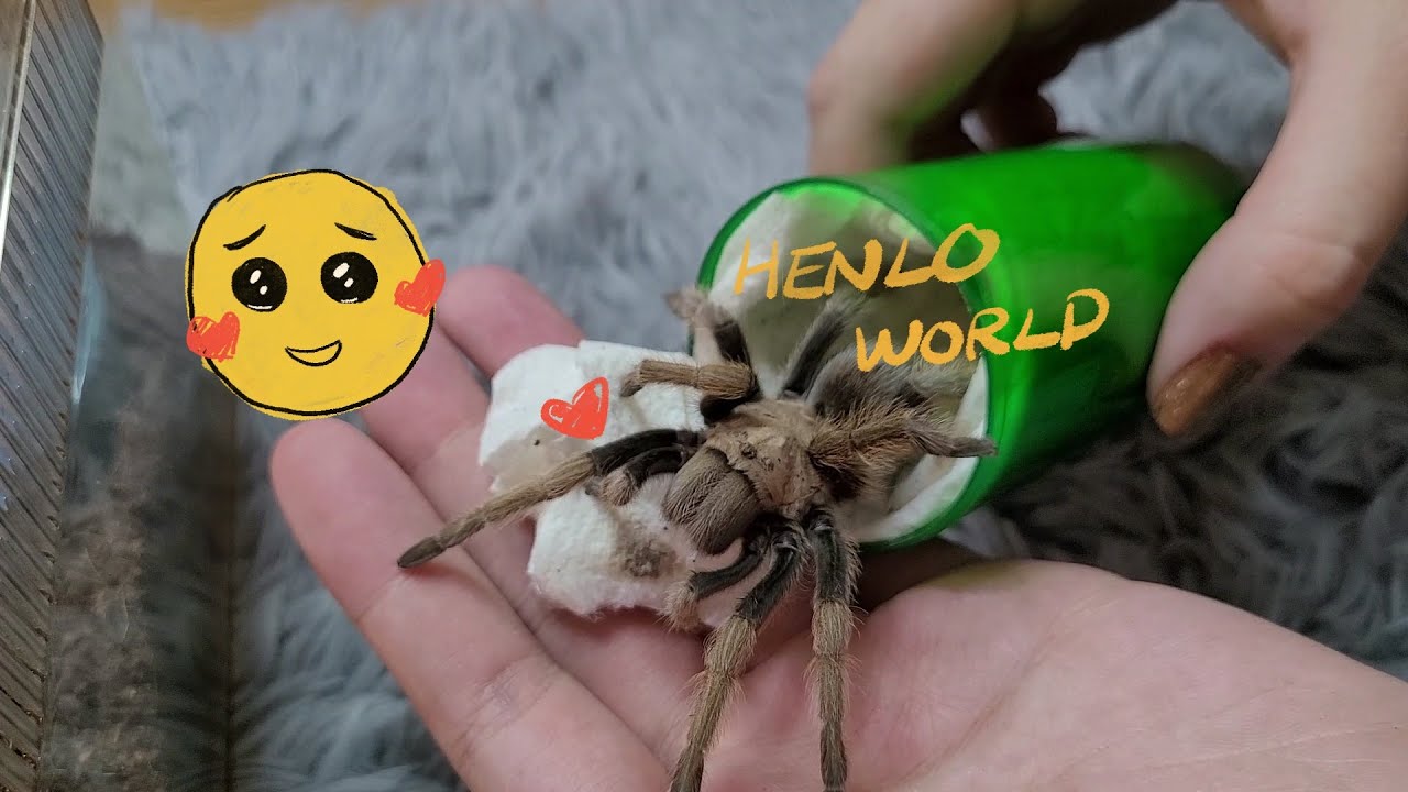 DWARF TARANTULA UNBOXING!!! (except one)