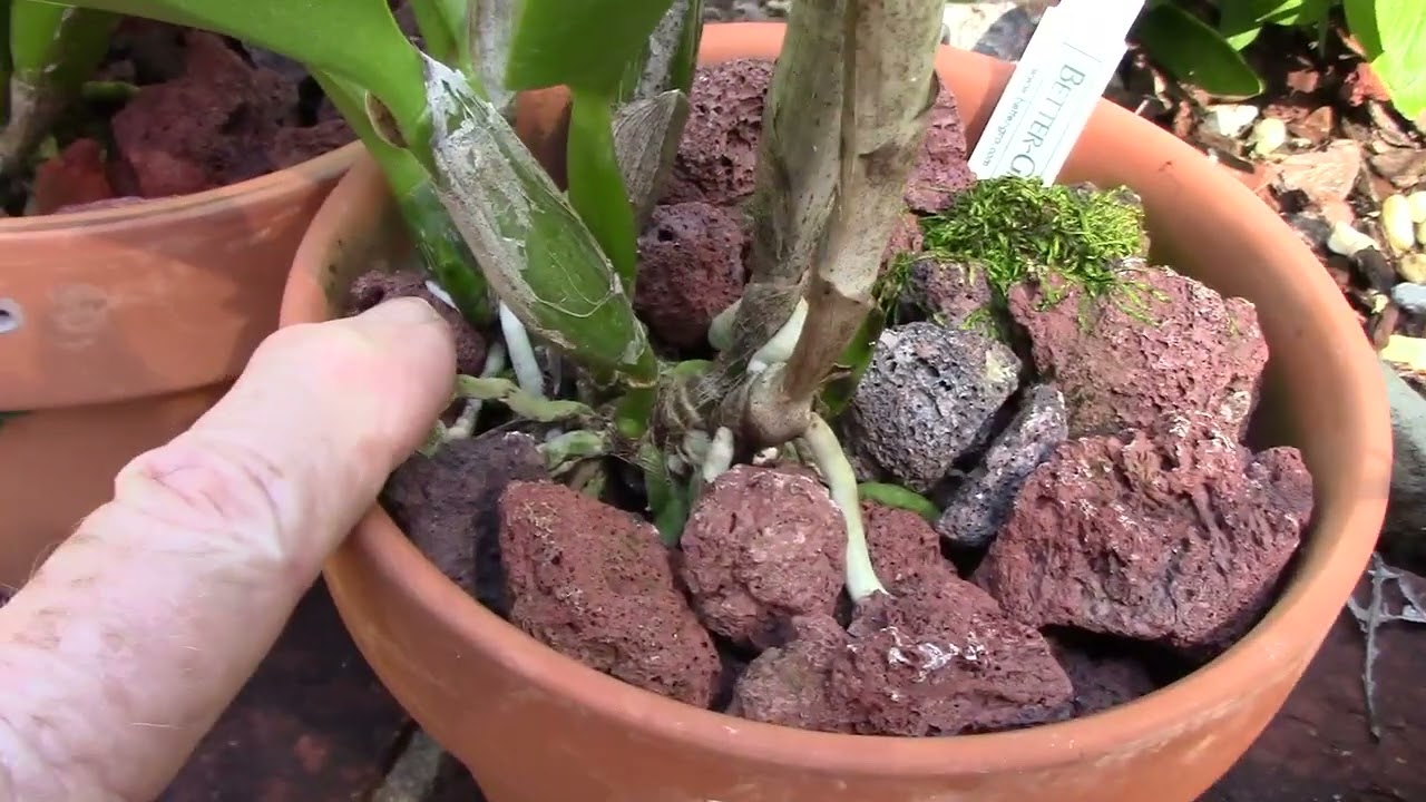 Growing orchids update......