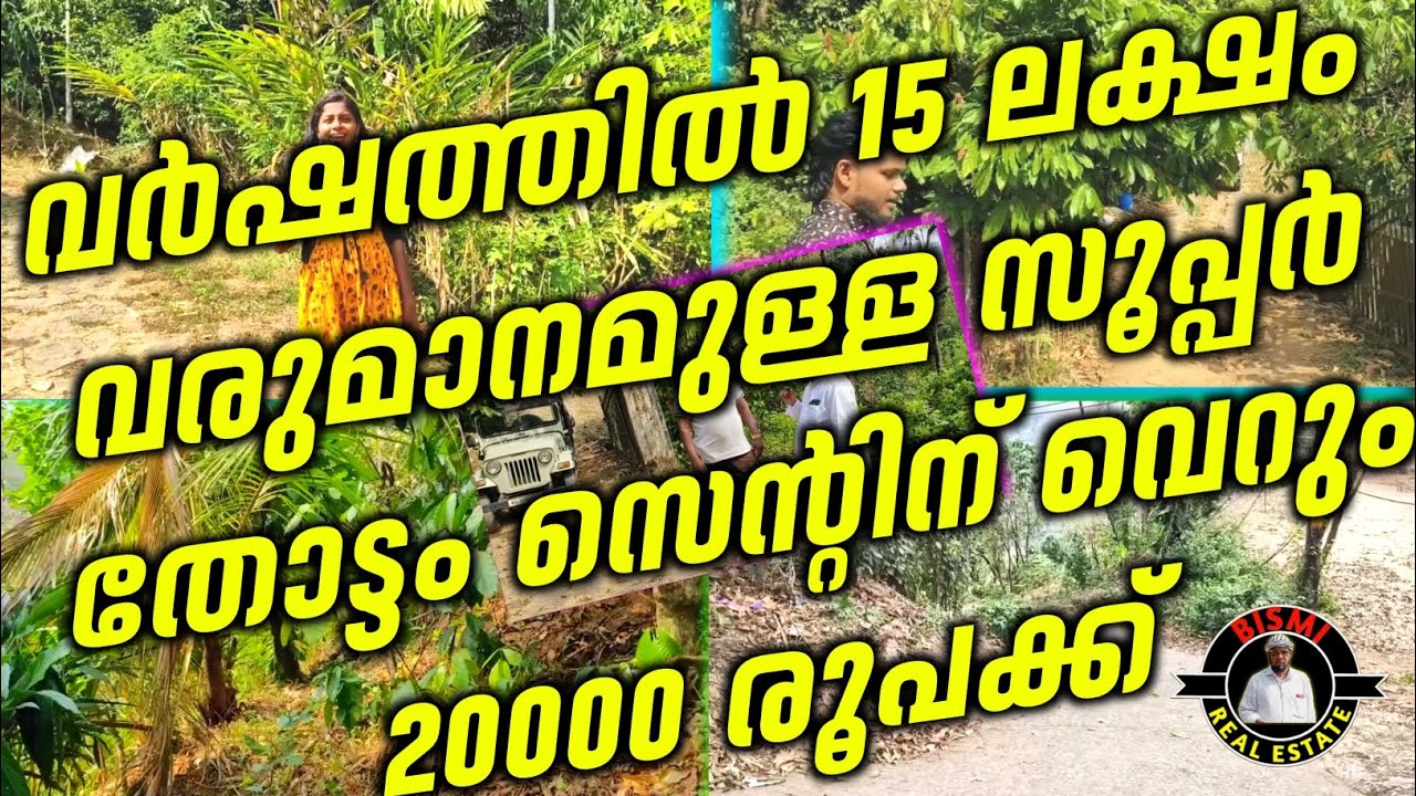 വർഷത്തിൽ 15 ലക്ഷം വരുമാനമുള്ള സൂപ്പർ തോട്ടം സെന്റിന് വെറും 20,000 രൂപക്ക് / Contact No:9961985030 /