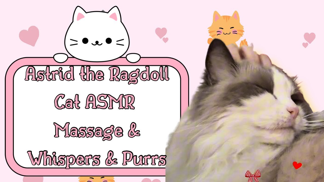 Astrid the Ragdoll Cat ASMR | Gentle Massage, Soft Whispers & Purring