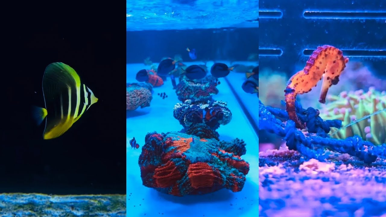 Saltwater Aquarium Life | Episode 1 of 16