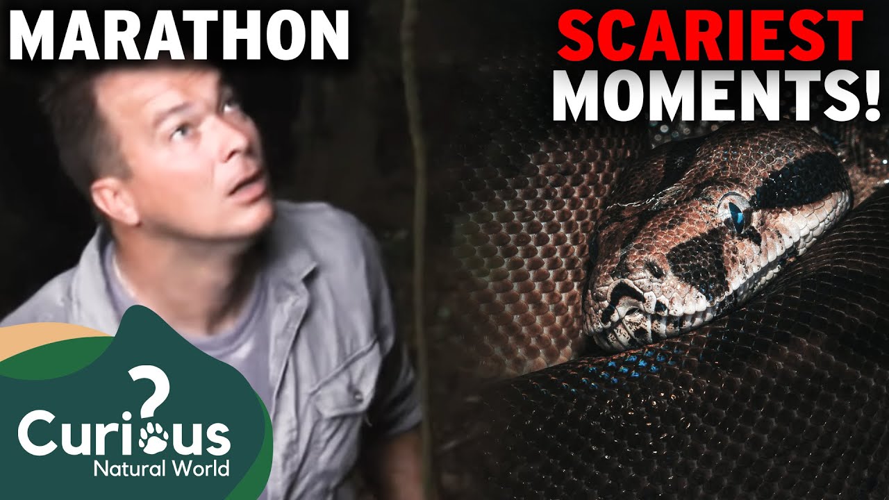 Worlds Greatest Python Hunters Show Us SCARIEST Reptile Encounters | Curious?: Natural World