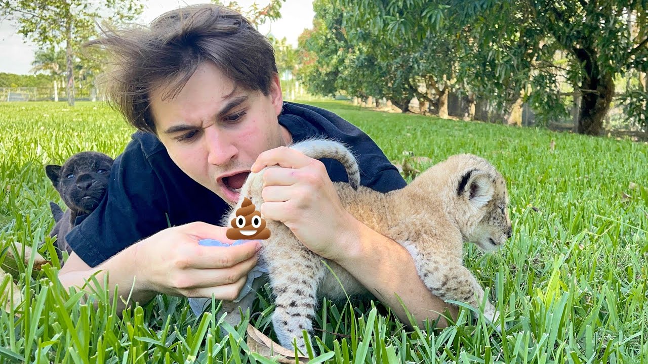 OUR BABY LION CANT POOP ! WHAT NOW ?!