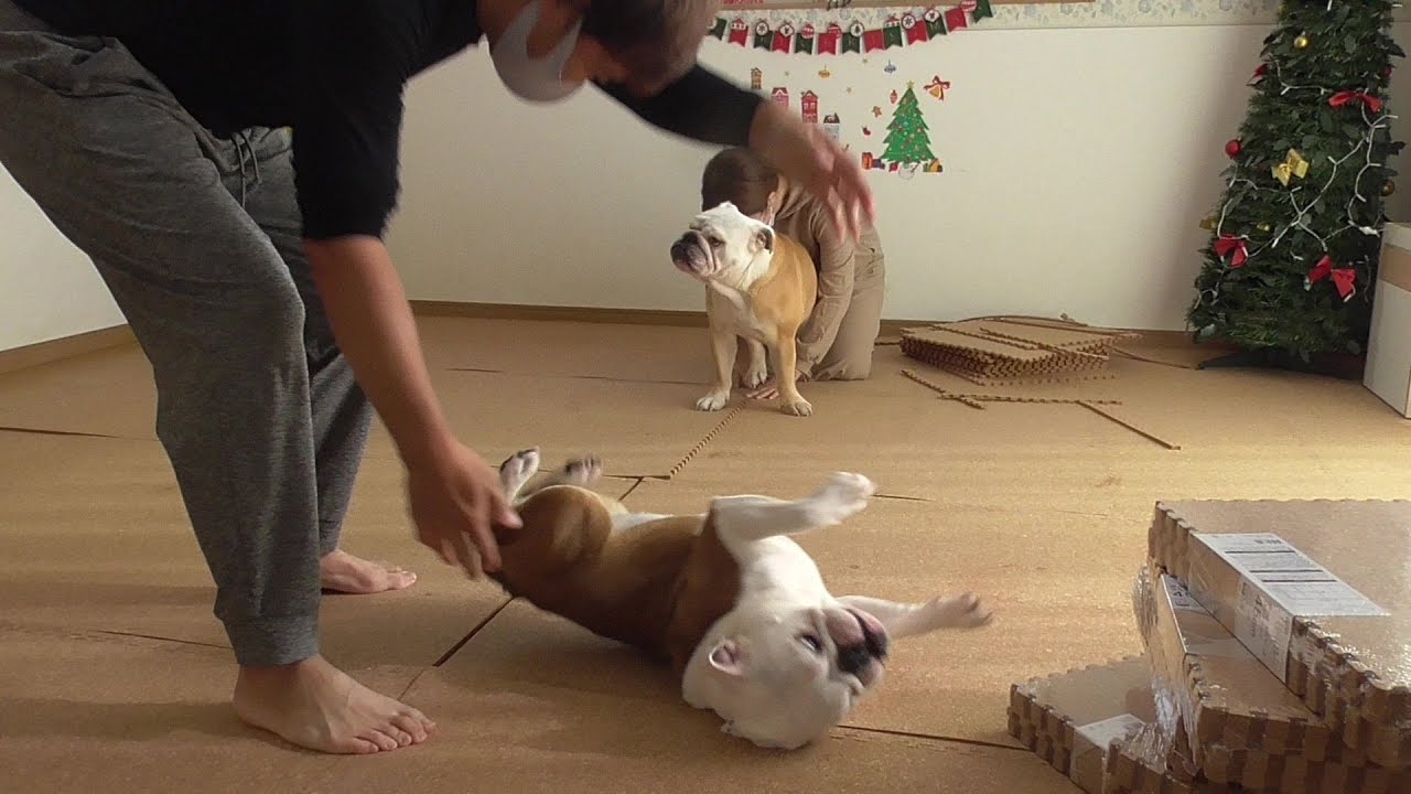 年末大掃除で、はしゃぐ！噛む！跳ねる！子ブルを、最後はパパが柔道技で投げ飛ばす(笑)！