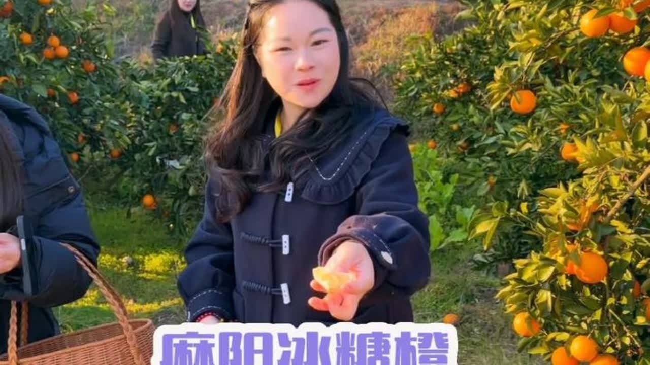 秋子和兄弟姐妹们到世界长寿之乡麻阳，助力冰糖橙出山，感谢支持 #三农 #农村 #水果 #麻阳冰糖橙 #我的乡村生活