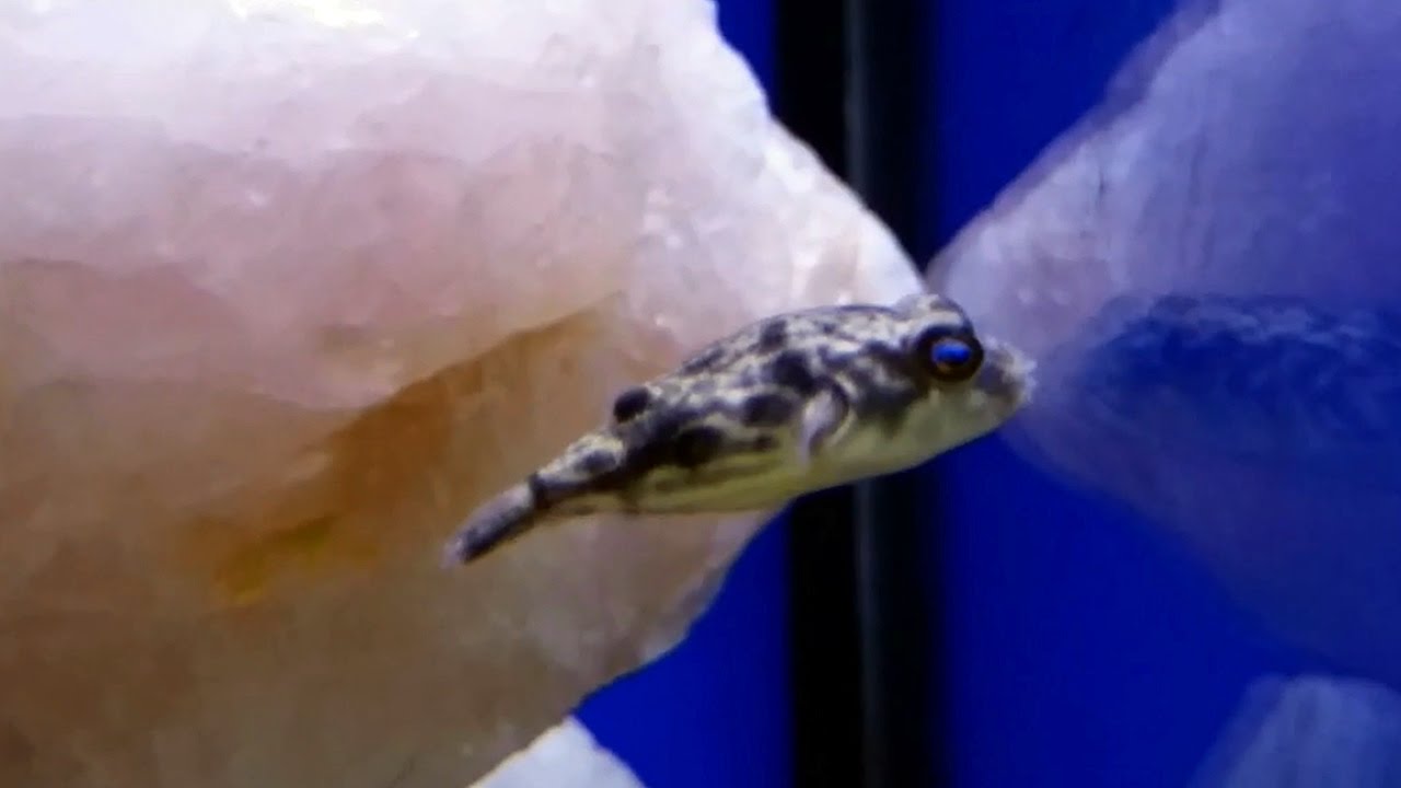 El pez globo fahaka (Tetraodon lineatus) Ficha Técnica