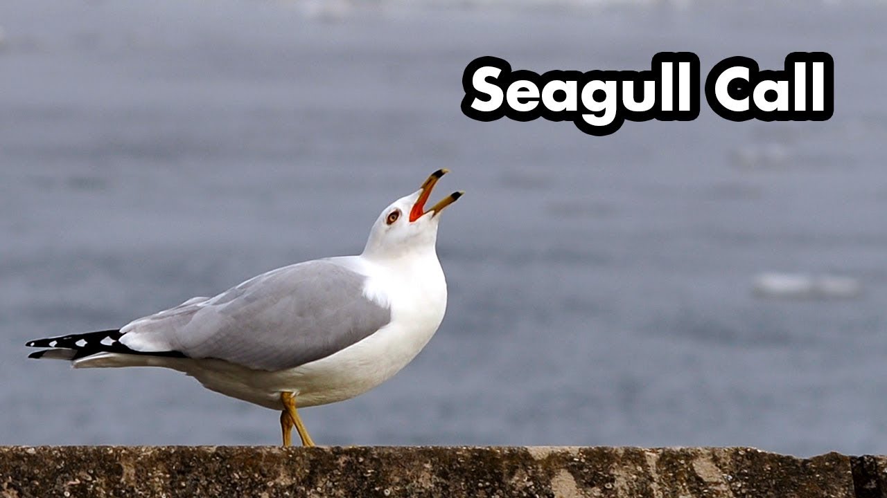 Ring-billed Gull Loud Calls and Sounds