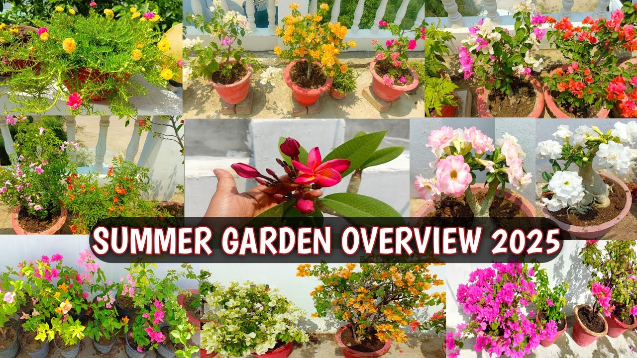 SUMMER GARDEN OVERVIEW 2025 | PLANTS LOADED WITH HEALTHY BLOOMS IN EXTREME HOT SUMMER 😍🌸