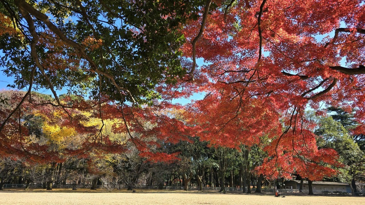砧公園の紅葉（東京都世田谷区）｜用賀駅から徒歩約20分。広い園内に広がるイチョウとモミジの美しい秋景色
