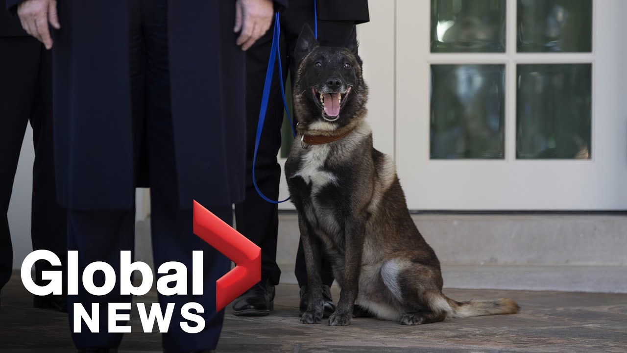 'Would you say he's a very good boy?': Hero dog injured during Baghdadi raid visits White House