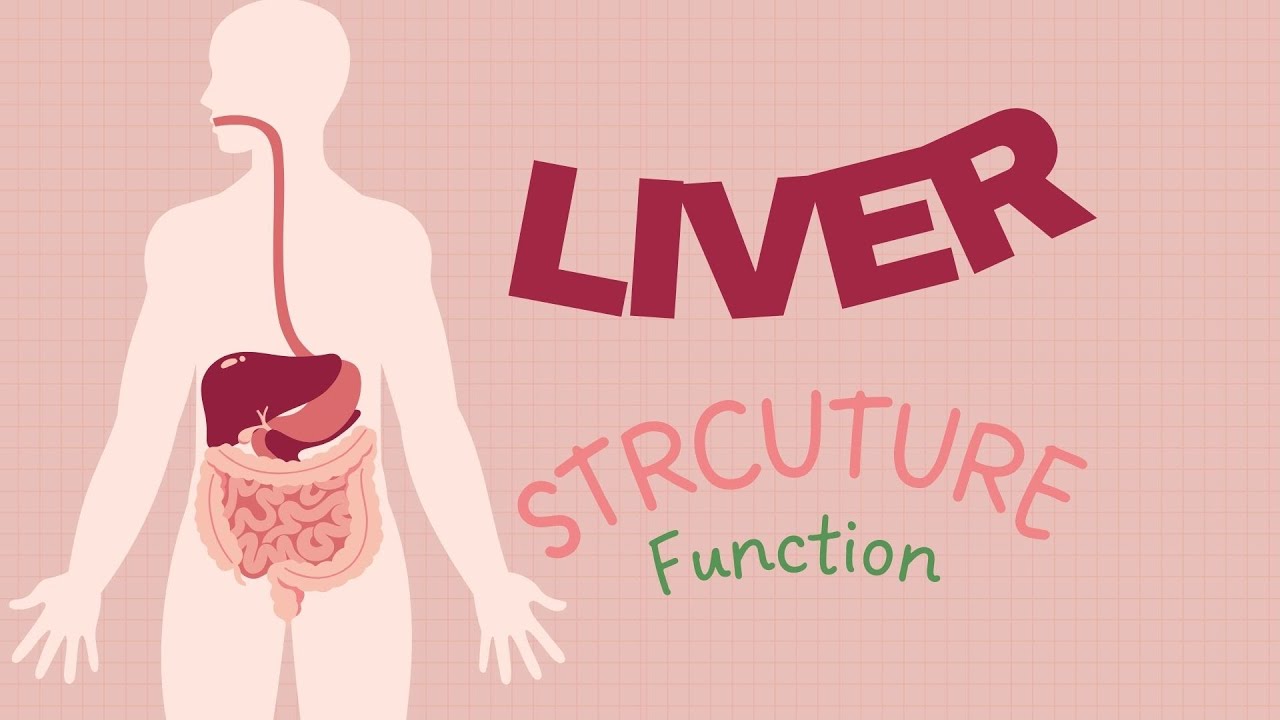 Как работает печень: строение и функции печени (анатомия + лекция на урду)