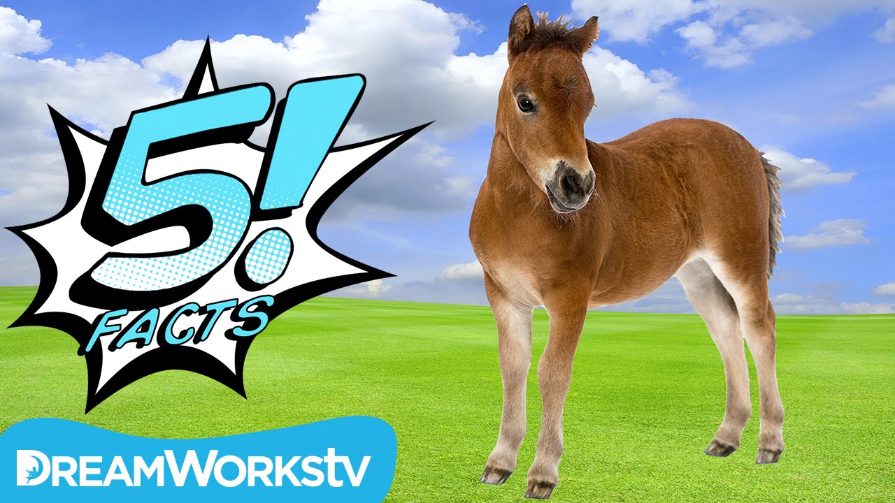 5 Little Pony Facts | 5 FACTS