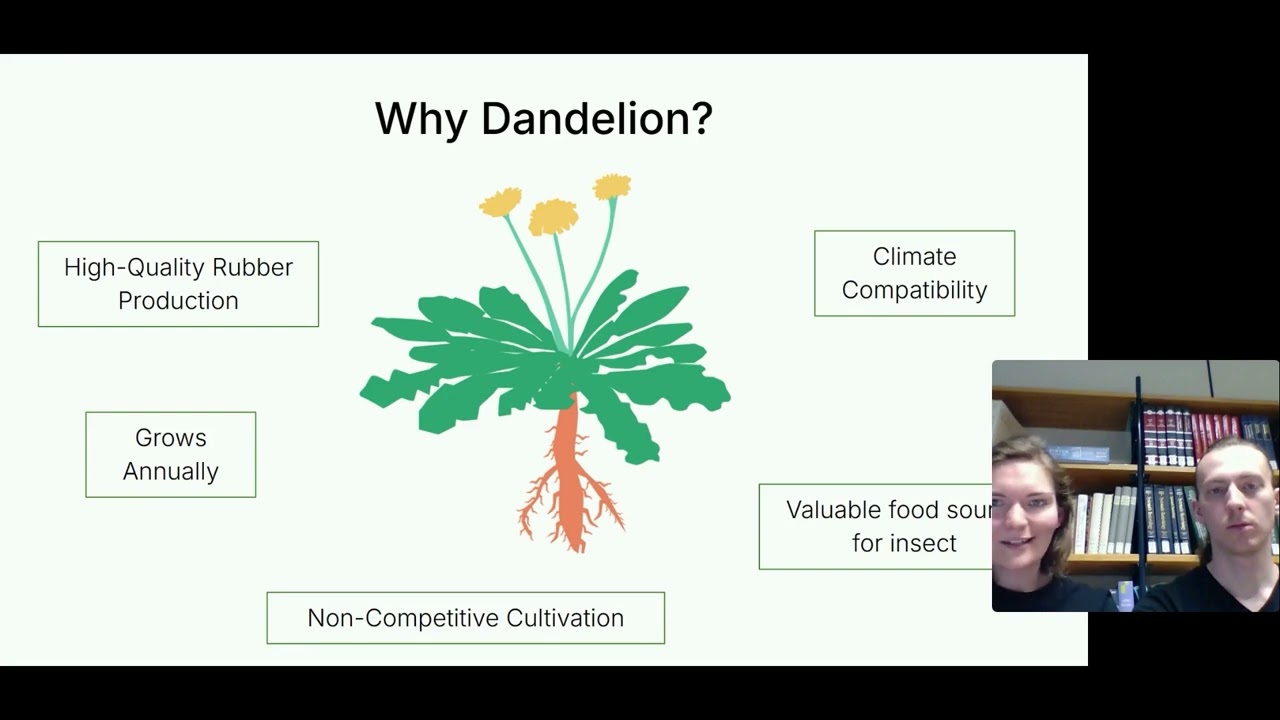 Facilitating Dandelion Engineering for Rubber Production