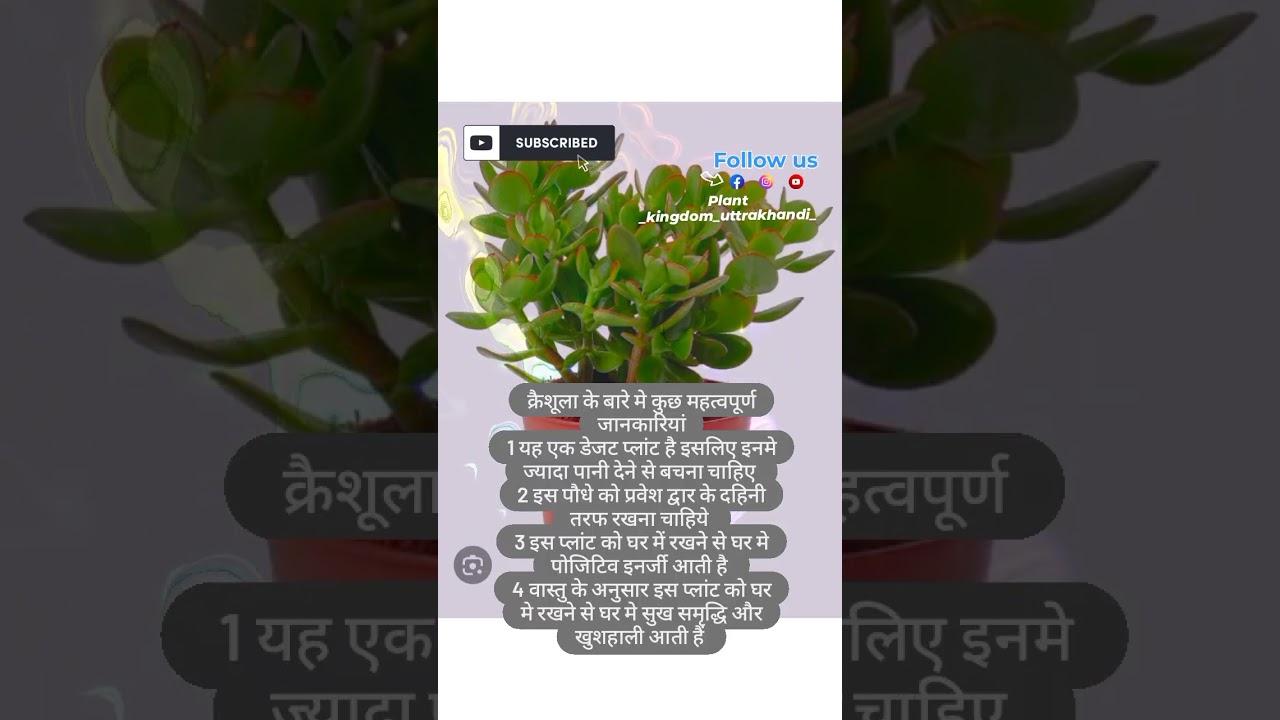 crassula plant | lucky plant  #crassula benefits # kuber plant#shortvideo #subscribe #plantbased