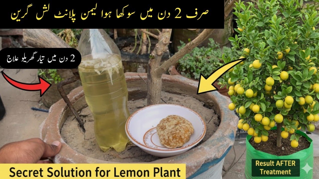 Best organic fertilizer and fungicide for lemon || Nimbu ko sokhne se kaise bchayen || Nimbu care.