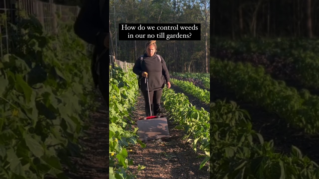 Everyone Always Asks How Do We Control Weeds in Our No Till Gardens On The Farm&hellip; Here&rsquo;s Some Tips!