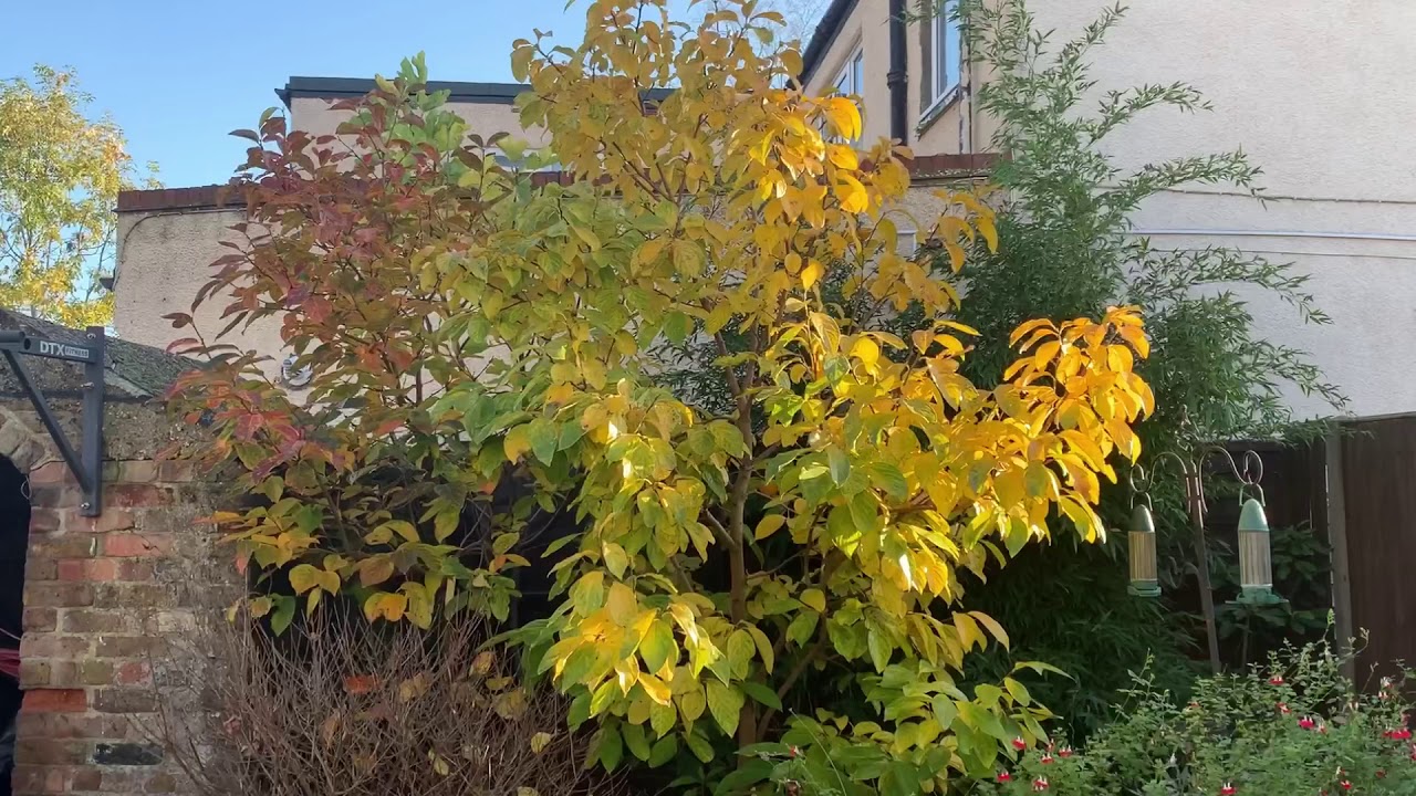 Autumn update on my Rojo brillante Persimmon tree
