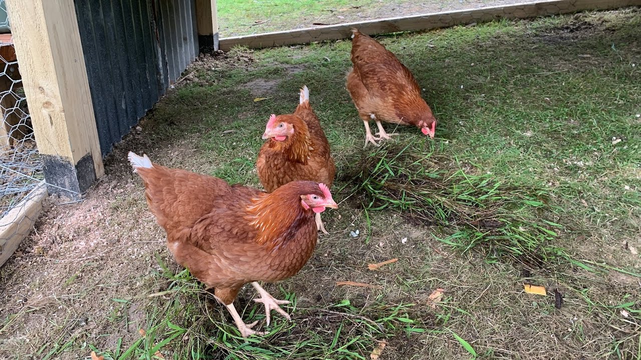 Chicken Coop Build - The Chickens have arrived - ISA Browns - Urban Vegetable Garden Build