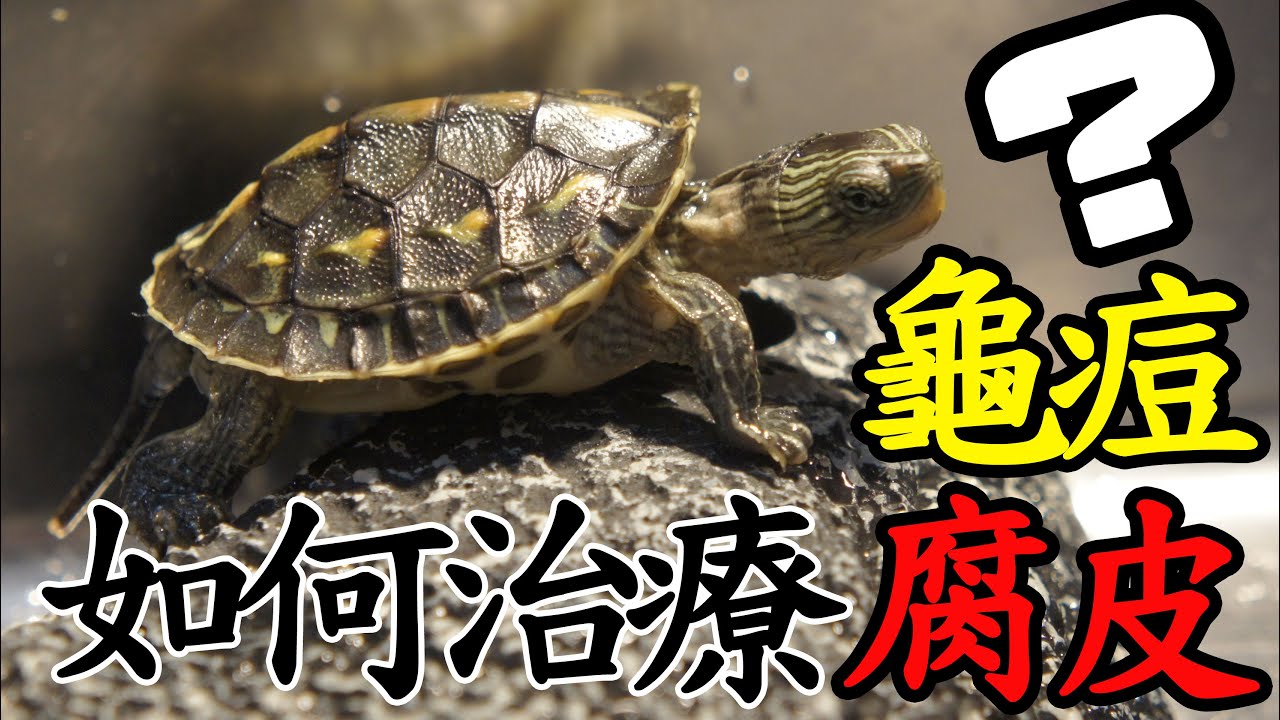 我的天然呆斑龜EP9如何治療龜痘、腐皮?生病又不吃東西怎麼辦?